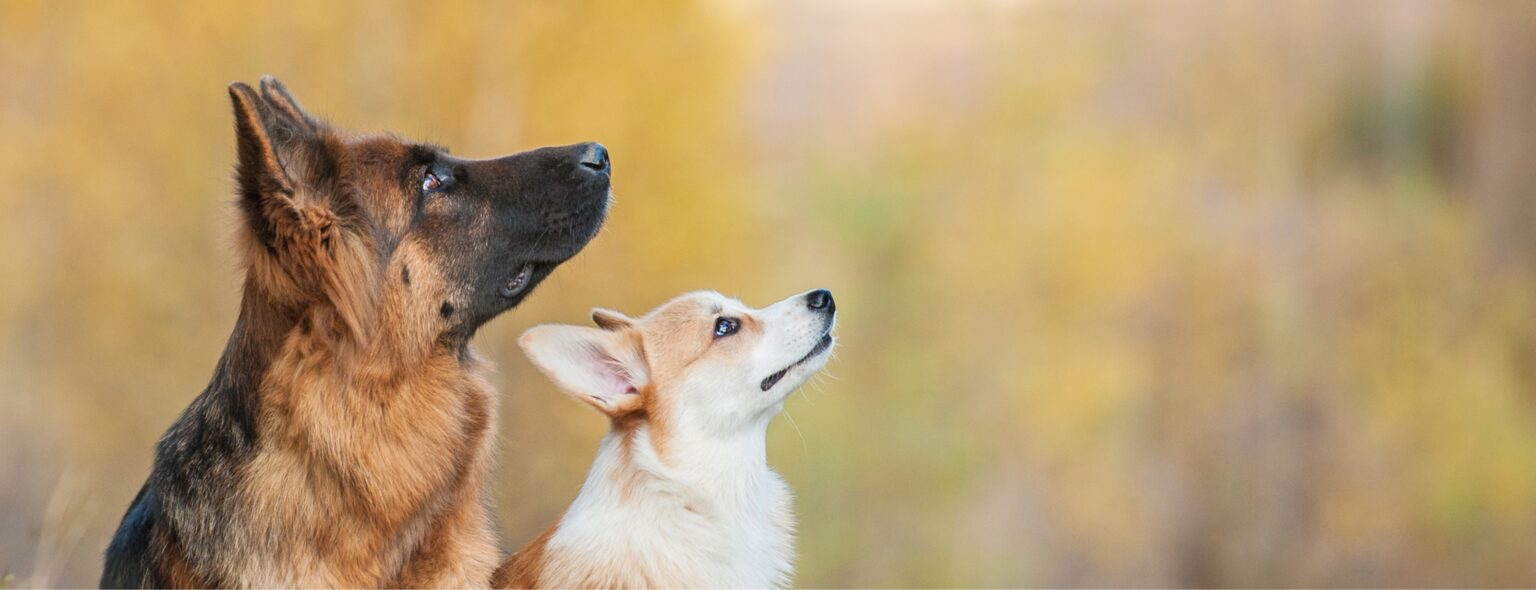 corgi-and-gsd