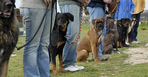 dog-training-group